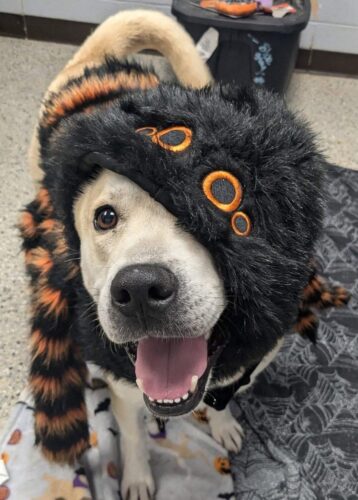 Ohio Valley Mall To Host Cutest Pet Contest